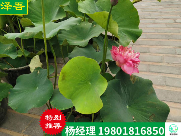 盆栽荷花(huā)