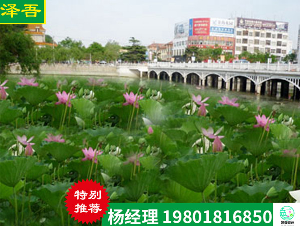 天津市靜海縣各公園及廣場(chǎng)荷花(huā)種植工程