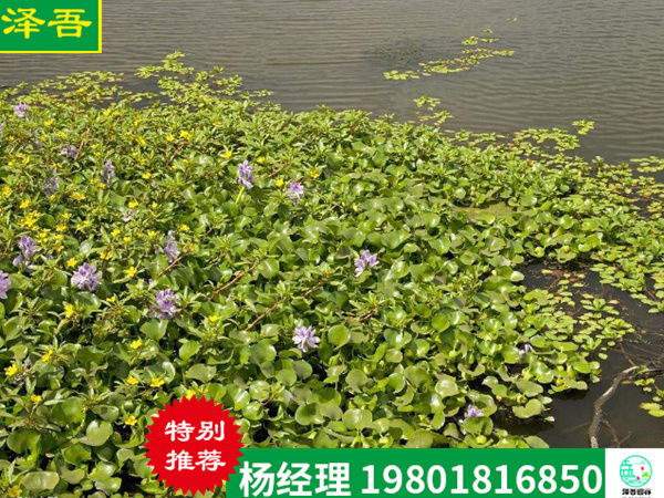 水(shuǐ)葫蘆種植效果